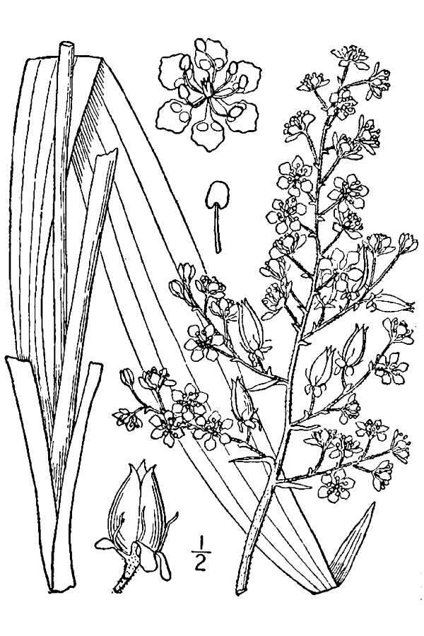 Image of Slender Bunchflower
