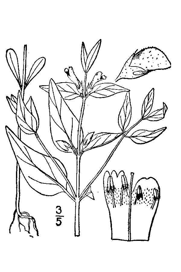 Image of narrowleaf cowwheat