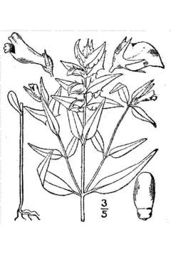 Image of narrowleaf cowwheat