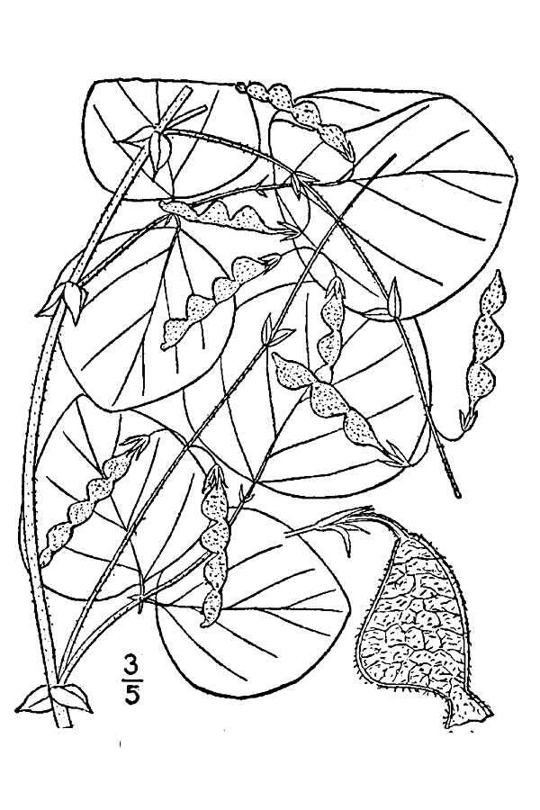 Sivun Desmodium rotundifolium (Michx.) DC. kuva