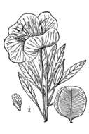 Imagem de Oenothera macrocarpa subsp. macrocarpa