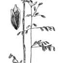 Image of Montezuma melicgrass