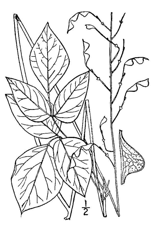 Image of nakedflower ticktrefoil