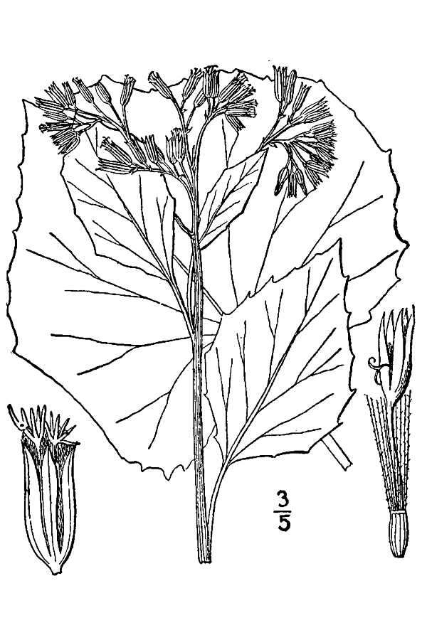 Arnoglossum reniforme (Hook.) H. Rob. resmi