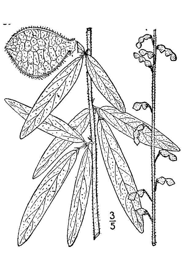 Imagem de Desmodium sessilifolium Torr. & A. Gray