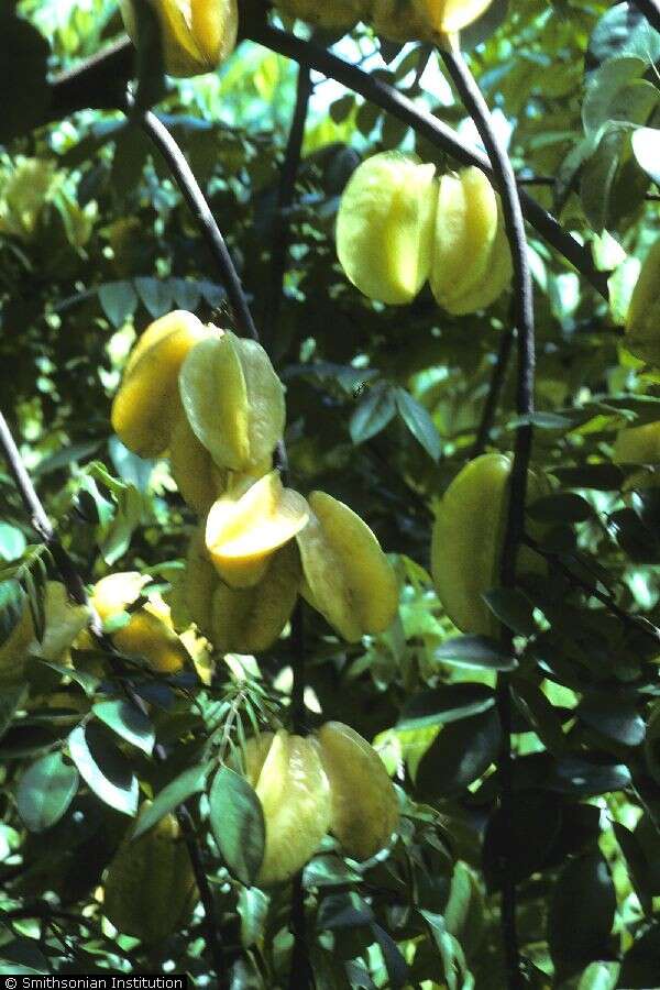 Image of carambola