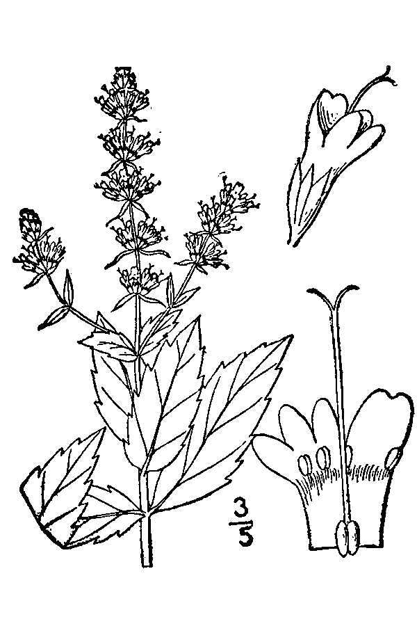 Image of Garden mint