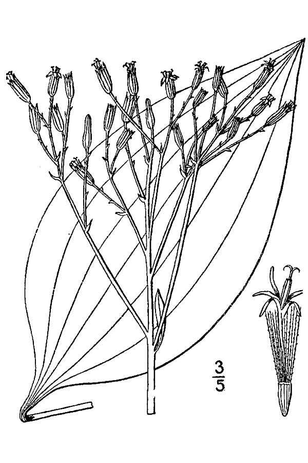 Arnoglossum plantagineum Rafin. resmi