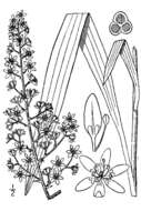 Sivun Veratrum virginicum (L.) W. T. Aiton kuva