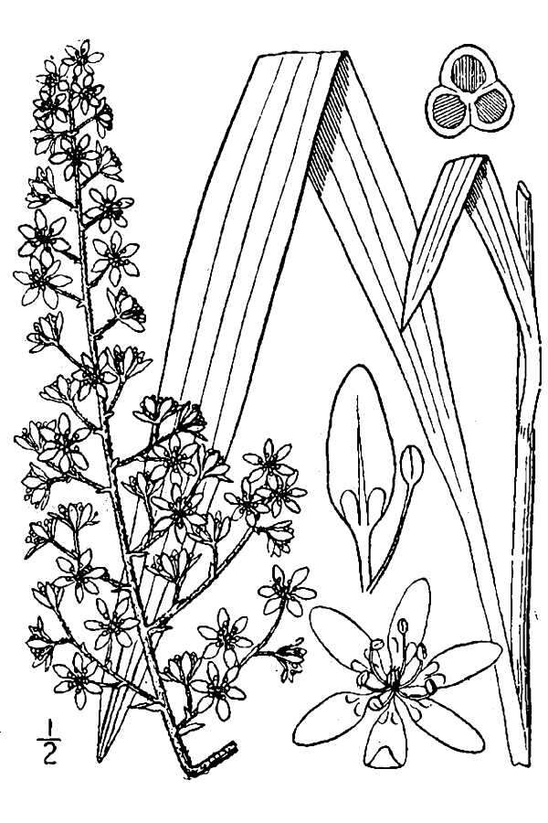 Image of Virginia Bunchflower