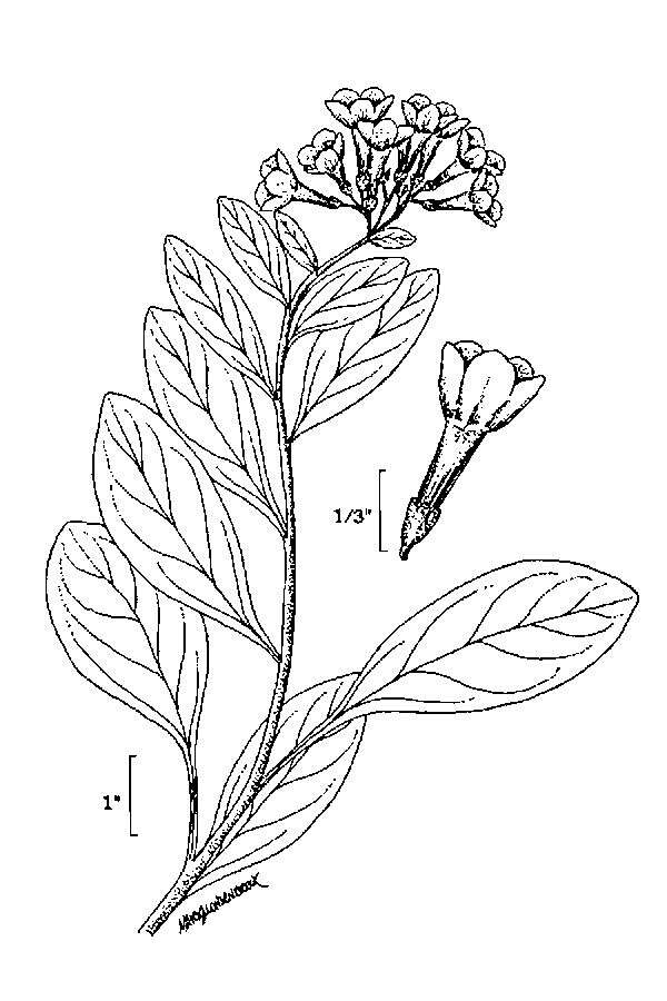 Image of Virginia Bluebell