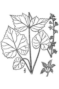 Image of twoleaf miterwort