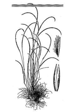 Image of Kunth's smallgrass