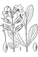 Слика од Mimulus guttatus