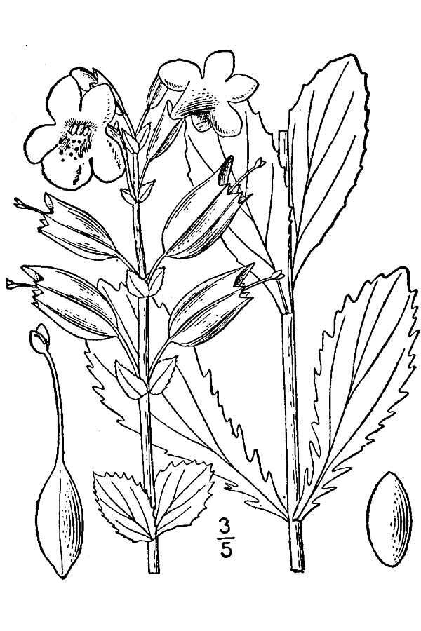 Слика од Mimulus guttatus