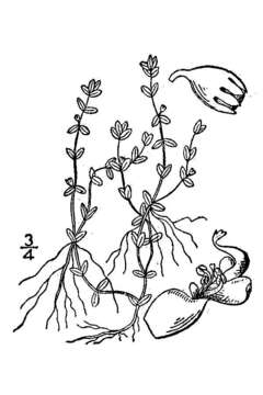 Слика од Micranthemum micranthemoides (Nutt.) Wettst.