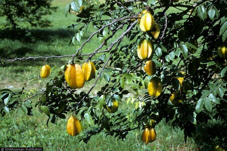 Image of carambola