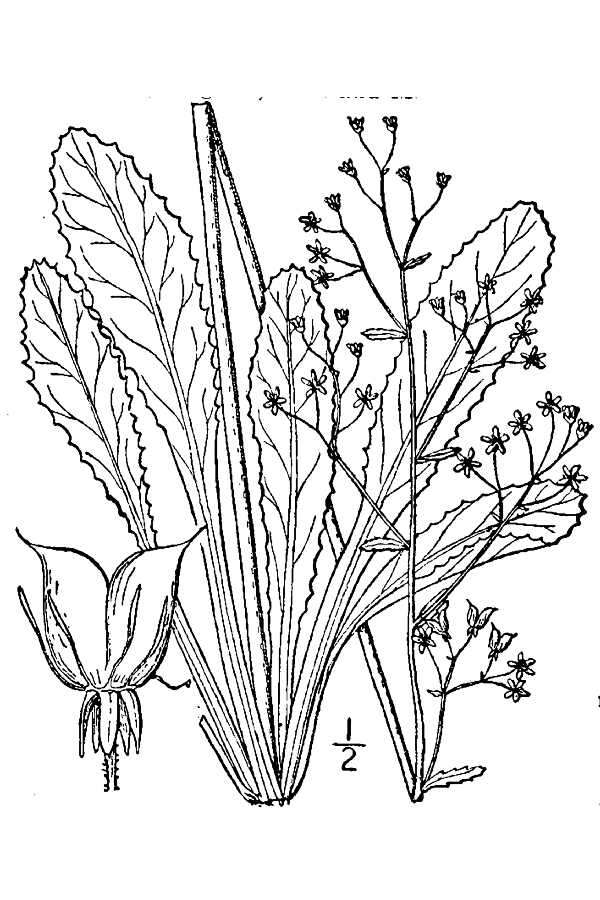 Image of Lettuce-Leaf Pseudosaxifrage