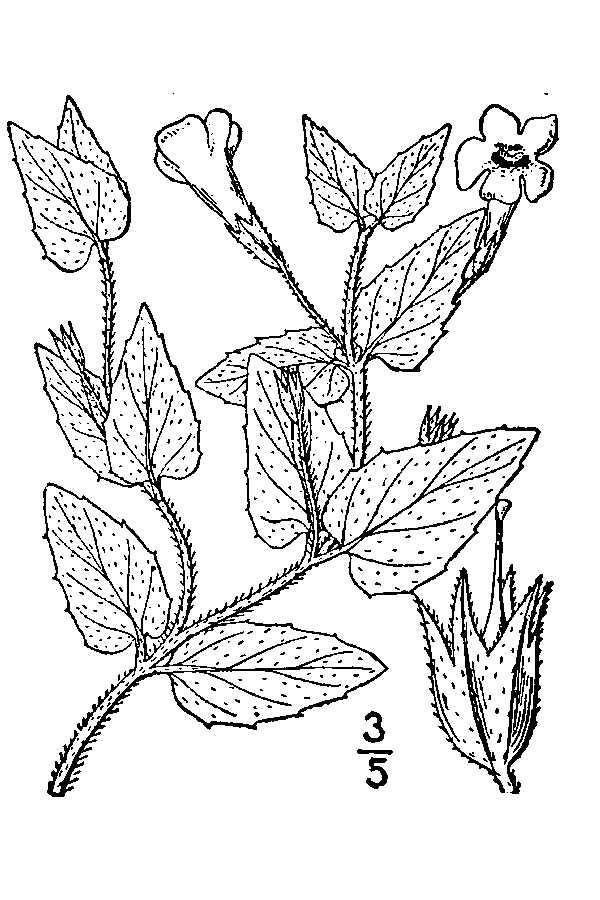 Image of Muskflower