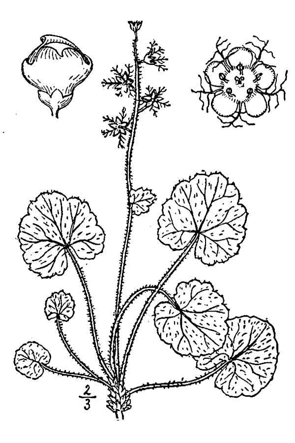 Image of naked miterwort