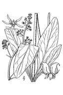 Image of Eastern Swamp Pseudosaxifrage