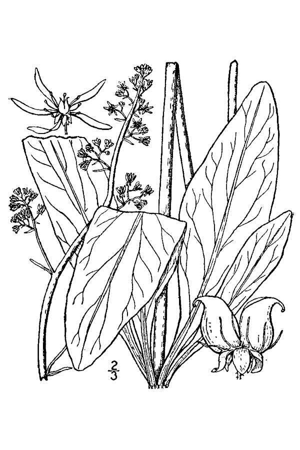 Image of Eastern Swamp Pseudosaxifrage