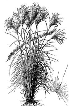 Imagem de Miscanthus sinensis Andersson