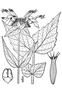 Image of eastern beebalm