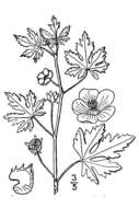 Image of bristlemallow