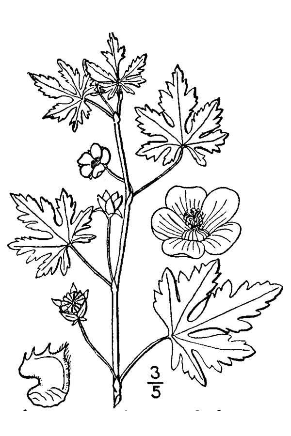 Image of bristlemallow