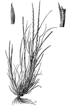 Image of barbgrass