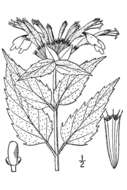 Image of wild bergamot