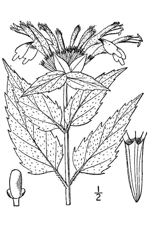Image of wild bergamot