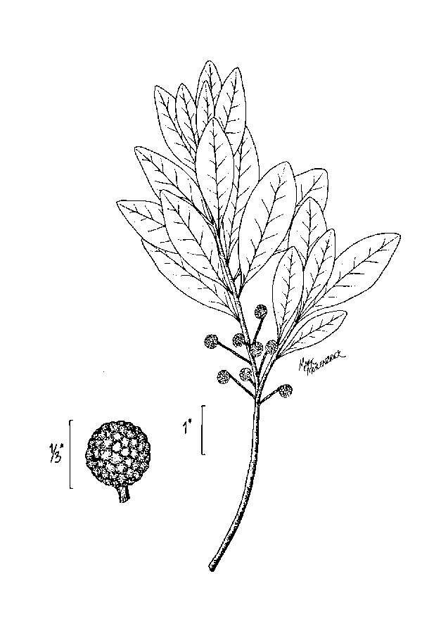 Image of Odorless Bayberry