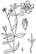 Image of Grove Sandwort