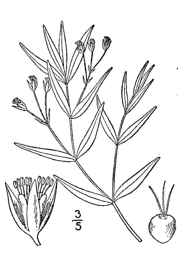 Plancia ëd Moehringia macrophylla (Hook.) Fenzl