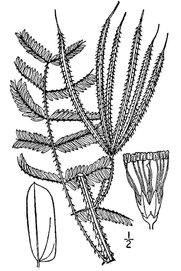 Image of littleleaf sensitive-briar