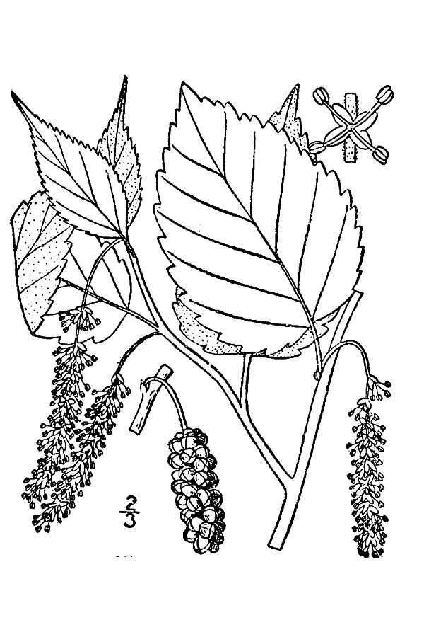 Image of Red Mulberry