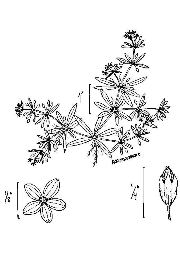 Plancia ëd Mollugo verticillata L.