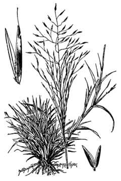 Plancia ëd Muhlenbergia arizonica Scribn.