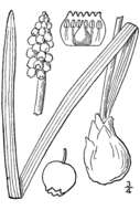 Imagem de Muscari botryoides (L.) Mill.