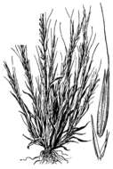 Muhlenbergia brevis Goodd. resmi