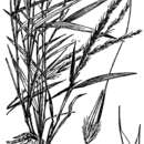 Sivun Muhlenbergia bushii R. W. Pohl kuva