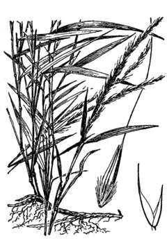 Plancia ëd Muhlenbergia bushii R. W. Pohl