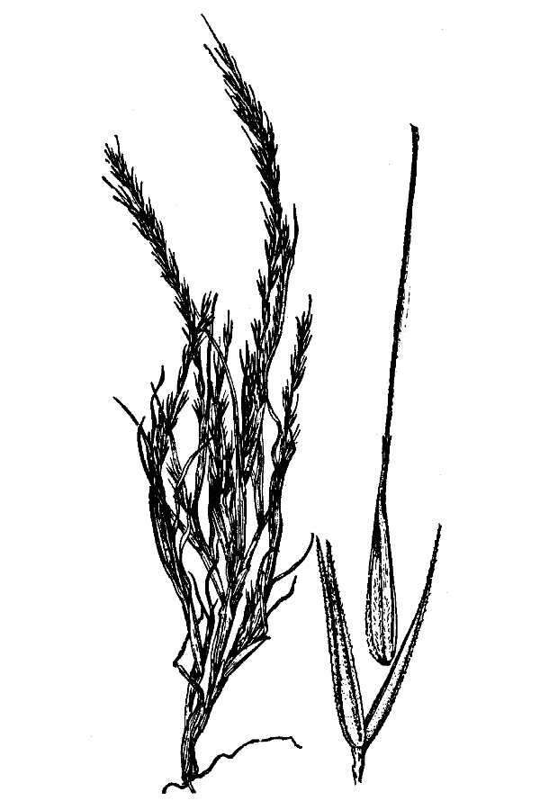 Plancia ëd Muhlenbergia depauperata Scribn.