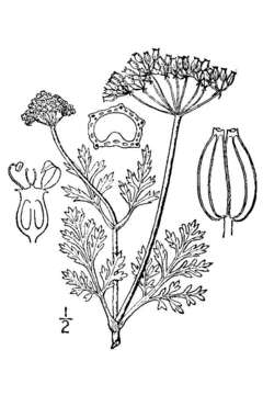 Image of leafy wildparsley