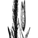 Sivun Muhlenbergia palmeri Vasey kuva