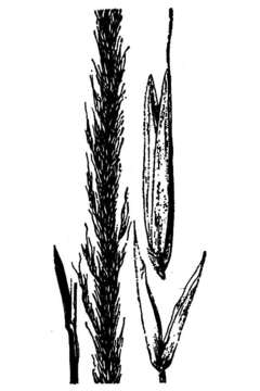 Sivun Muhlenbergia palmeri Vasey kuva