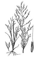 Plancia ëd Muhlenbergia eludens C. Reeder