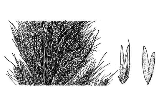 Image of bullgrass